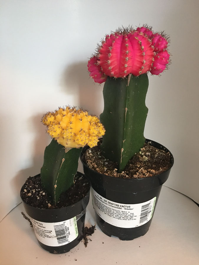 Baby Cactus Carol & Karl