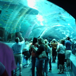 06-02-2006 GA-Aquarium